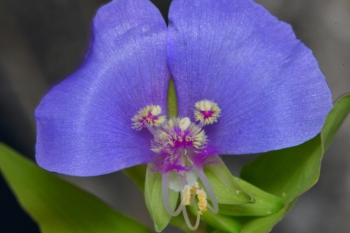 Tinantia anomala (False dayflower) (alternate view 9)