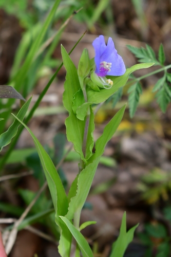 Tinantia anomala (False dayflower) (alternate view 10)