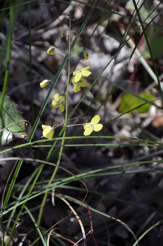 Epimedium pinnatum ssp. colchicum (epimedium-pinnatum-ssp-colchicum) (alternate view 5)