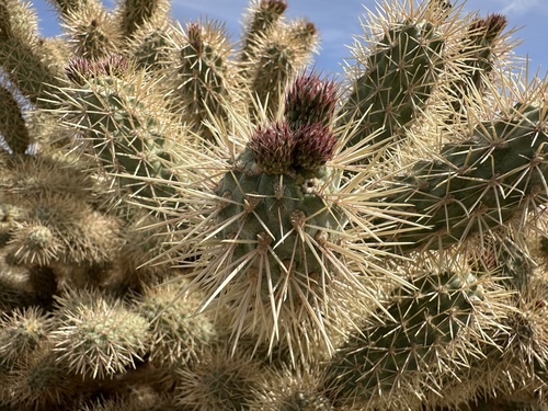 Cylindropuntia fosbergii (Mason Valley Cholla) (alternate view 5)