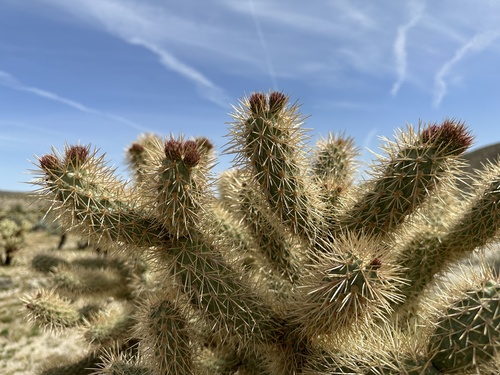 Cylindropuntia fosbergii (Mason Valley Cholla) (alternate view 3)