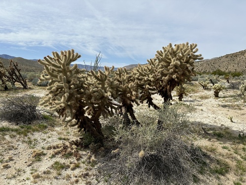 Cylindropuntia fosbergii (Mason Valley Cholla) (alternate view 2)