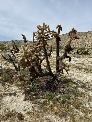 Cylindropuntia fosbergii (Mason Valley Cholla) (alternate view 4)
