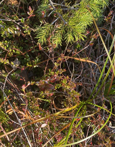 Vaccinium macrocarpon (American Cranberry) (alternate view 5)
