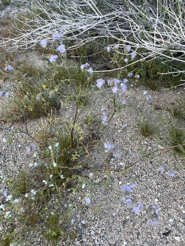 Phacelia distans (distant phacelia)