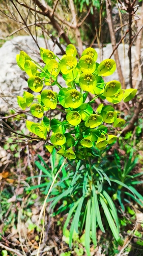 Euphorbia characias wulfenii (Mediterranean spurge) (alternate view 3)