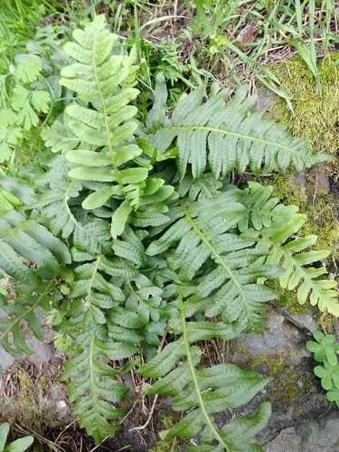 Polypodium californicum (California Polypody) (alternate view 8)