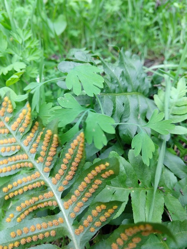 Polypodium californicum (California Polypody) (alternate view 9)