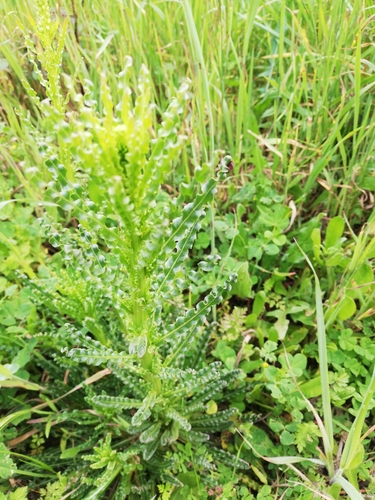 Reseda luteola (Weld)