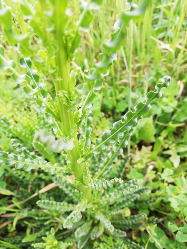 Reseda luteola (Weld)