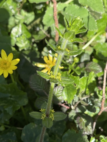 Cruciata laevipes (Crosswort)