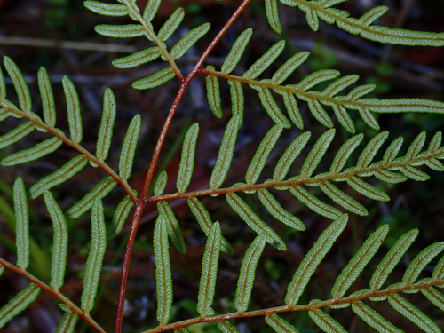 Pteridium esculentum (Austral Bracken) (alternate view 8)