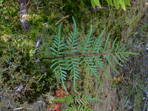 Pteridium esculentum (Austral Bracken) (alternate view 9)