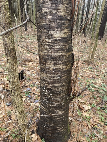 Prunus pensylvanica (fire cherry) (alternate view 3)