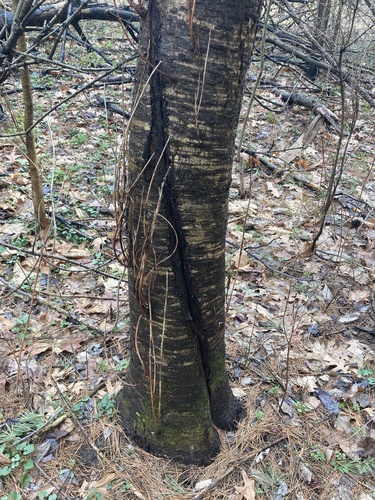 Prunus pensylvanica (fire cherry) (alternate view 4)