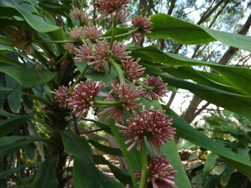 Dracaena fragrans (Corn Plant) (alternate view 7)