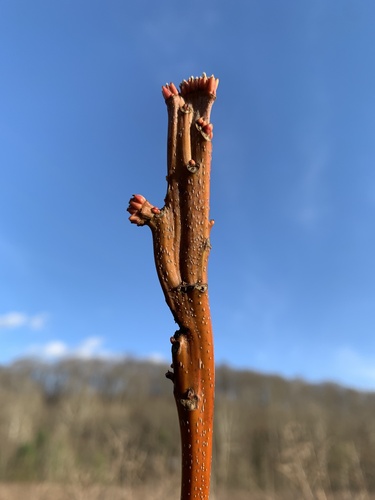 Acer saccharinum (silver maple) (alternate view 2)