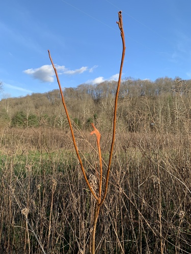 Acer saccharinum (silver maple) (alternate view 3)