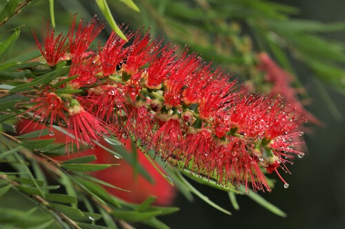 Melaleuca viminalis (weeping bottlebrush)