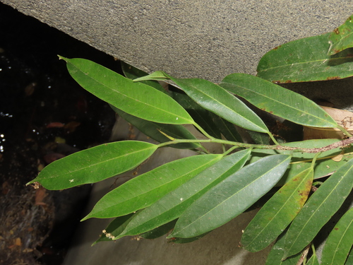 Ficus maclellandii (Ficus Alii) (alternate view 2)