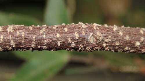 Ficus maclellandii (Ficus Alii) (alternate view 4)
