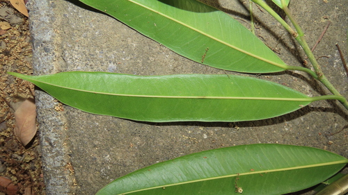 Ficus maclellandii (Ficus Alii) (alternate view 3)
