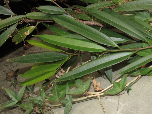 Ficus maclellandii (Ficus Alii)