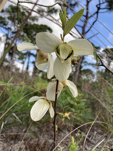 Asimina reticulata (netted pawpaw) (alternate view 7)
