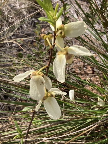 Asimina reticulata (netted pawpaw) (alternate view 8)