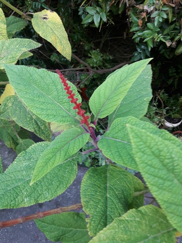 Salvia confertiflora (alternate view 2)