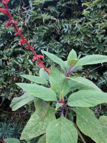 Salvia confertiflora (alternate view 3)