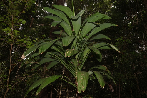 Cordyline petiolaris (Broad leaved Palm Lily)