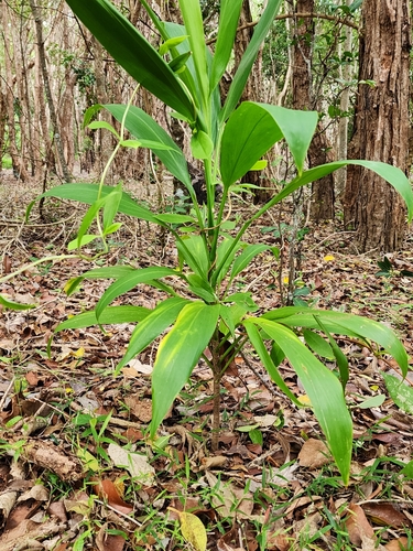 Cordyline petiolaris (Broad leaved Palm Lily) (alternate view 2)