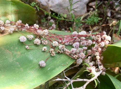 Cuscuta epithymum (Clover Dodder)