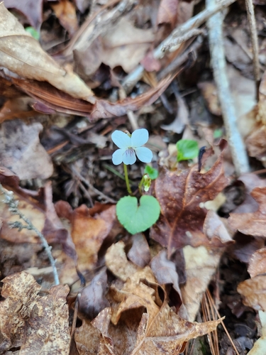 Viola blanda (sweet white violet)