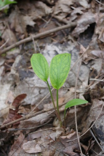 Arum maculatum (Cuckoo-pint)