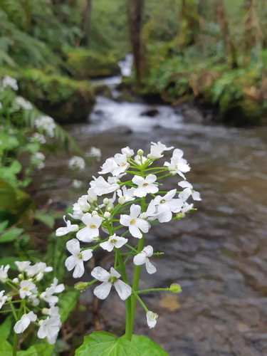 Pachyphragma macrophyllum (giant spring brassica) (alternate view 5)