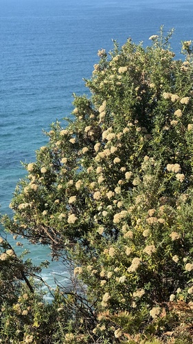 Ozothamnus turbinatus (Coast Everlasting) (alternate view 5)