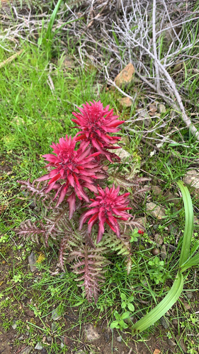 Pedicularis densiflora (Warrior's Plume) (alternate view 10)