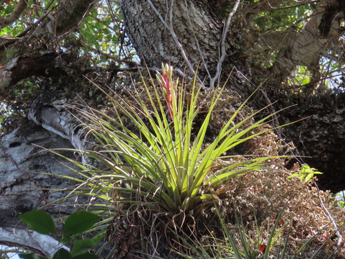 Tillandsia fasciculata (cardinal airplant) (alternate view 5)