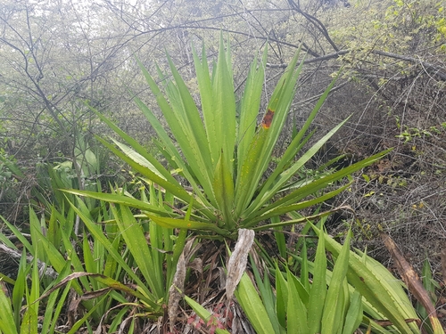 Furcraea (alternate view 5)