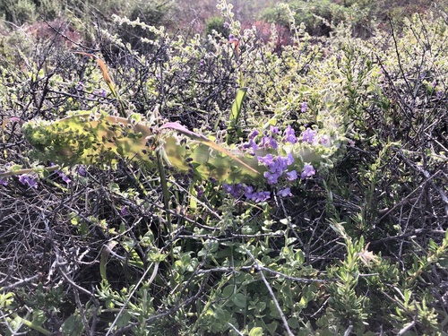 Sairocarpus nuttallianus (Nuttall's Snapdragon) (alternate view 9)