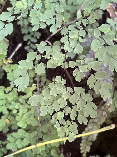 Adiantum raddianum (Maidenhair Fern)