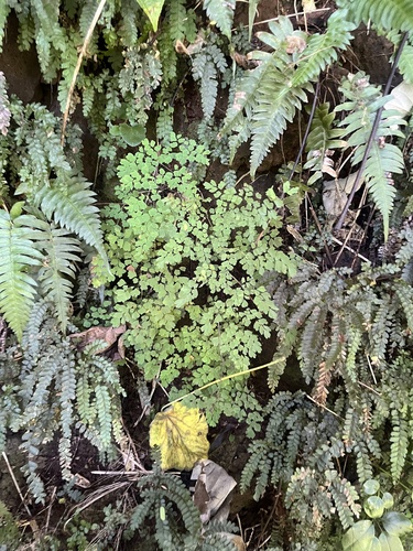 Adiantum raddianum (Maidenhair Fern)