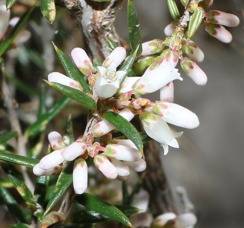 Lissanthe strigosa (peach heath) (alternate view 5)