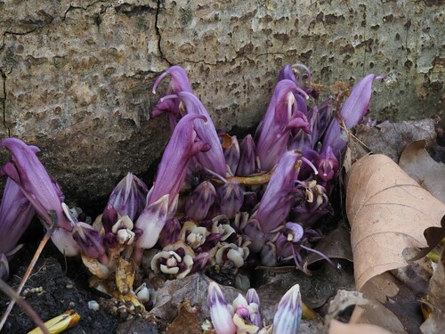 Lathraea clandestina (Purple Toothwort)
