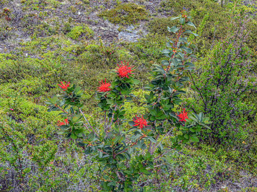 Embothrium coccineum (Chilean fire tree) (alternate view 7)