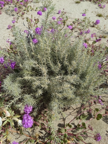 Ambrosia (Ragweeds)