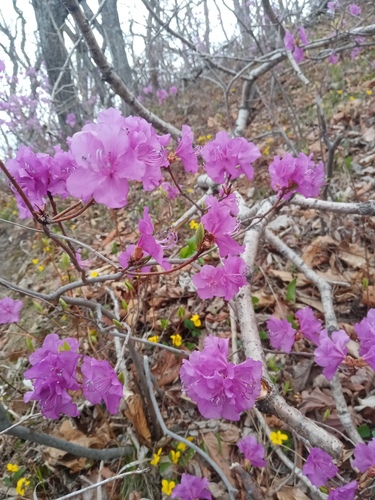 Rhododendron mucronulatum (Korean azalea)