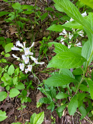 Penstemon pallidus (Pale Beardtongue)